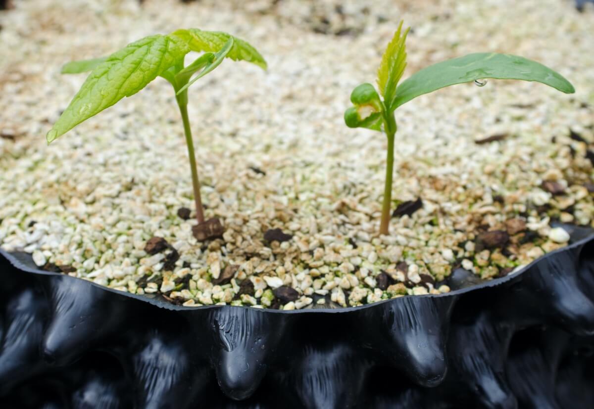 Air-Pot Garden Small Seed Tray Seedlings