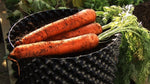 Air-Pot Extra Large Carrots