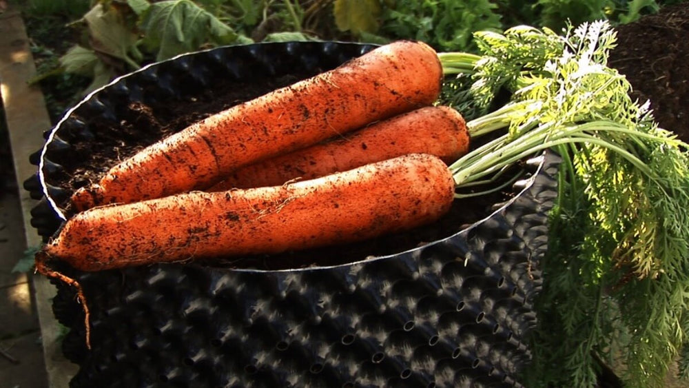 
            
                Load image into Gallery viewer, Air-Pot Garden Extra Large Carrots
            
        