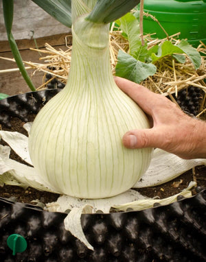 
            
                Load image into Gallery viewer, Air-Pot Garden Extra Large Onion
            
        