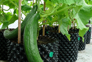 Air-Pot Garden Large Cucumber