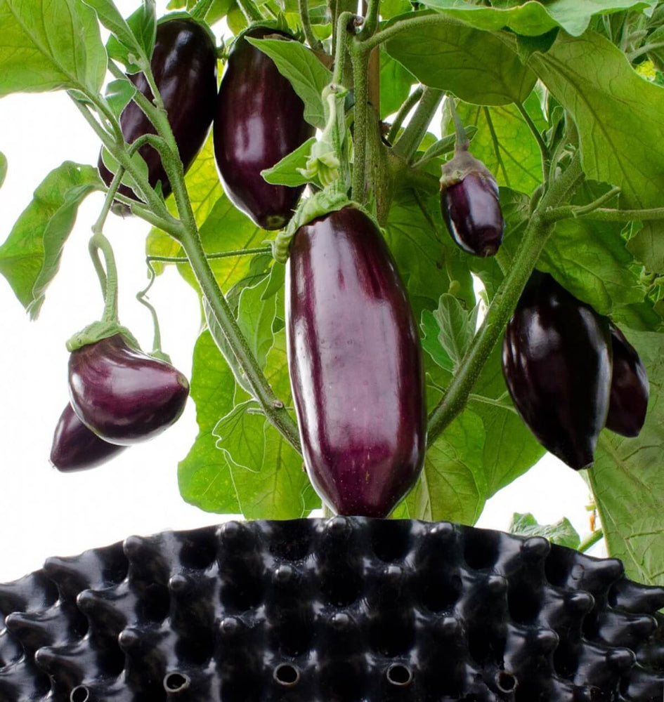 
            
                Load image into Gallery viewer, Air-Pot Garden Large Eggplant
            
        