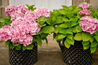 Air-Pot Garden Starter Pack Flowers