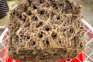 
            
                Load image into Gallery viewer, Air-Pot Garden Large Tomato Roots
            
        