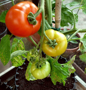 Air-Pot Garden Large Tomato Close