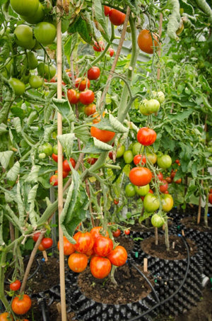 
            
                Load image into Gallery viewer, Air-Pot Garden Large Tomato
            
        