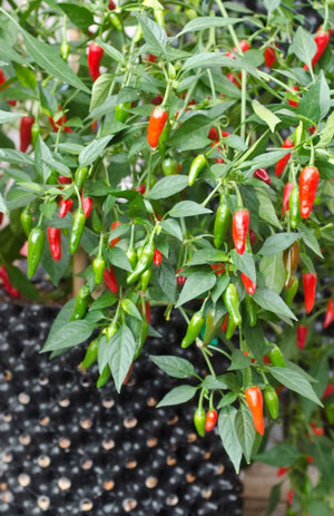 
            
                Load image into Gallery viewer, Air-Pot Garden Medium Chilli Plant
            
        