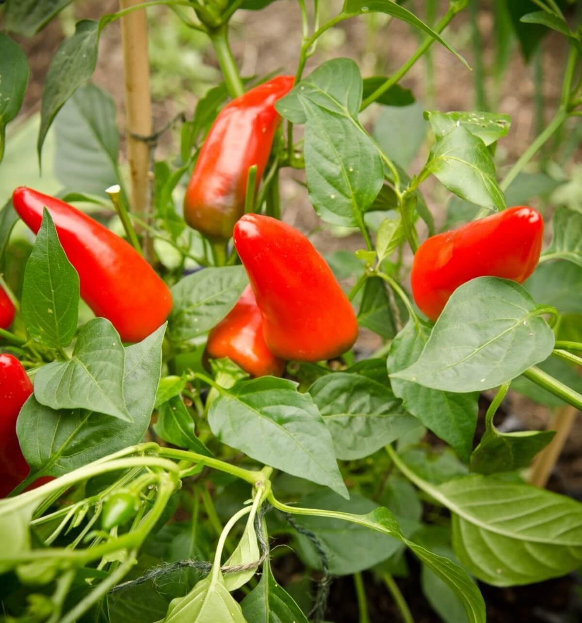 Air-Pot Garden Starter Pack Pepper Plant