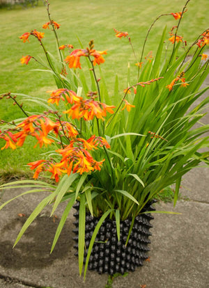 Air-Pot Garden Medium Flower Detail
