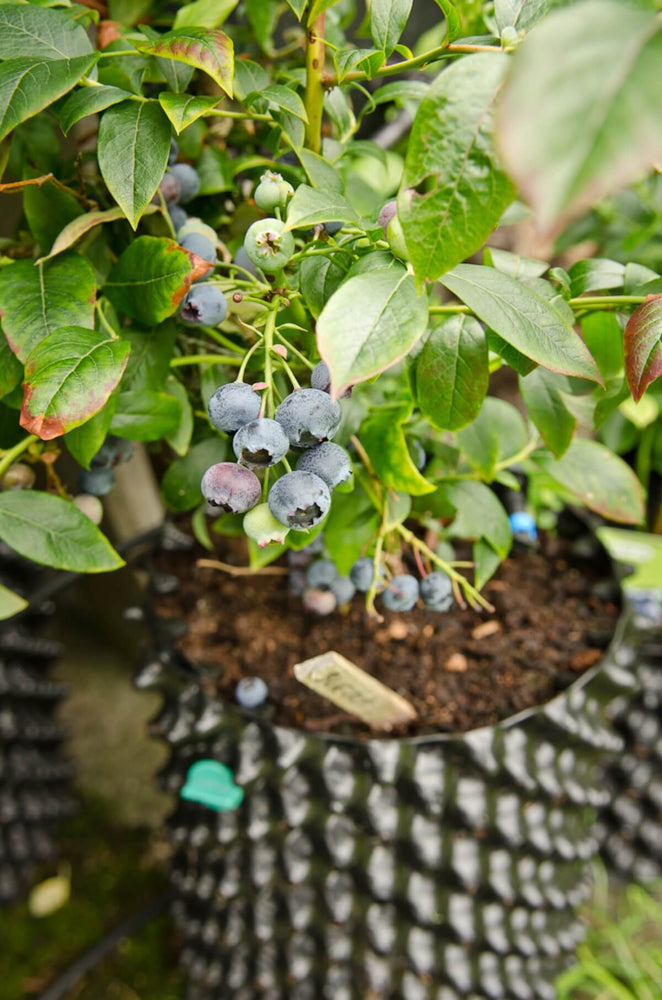 
            
                Load image into Gallery viewer, Air-Pot Garden Small Blueberry
            
        