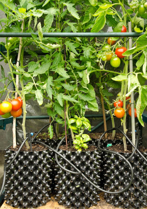 Air-Pot Garden Small Tomato