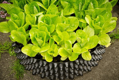 Air-Pot Garden Salad Tray Closeup