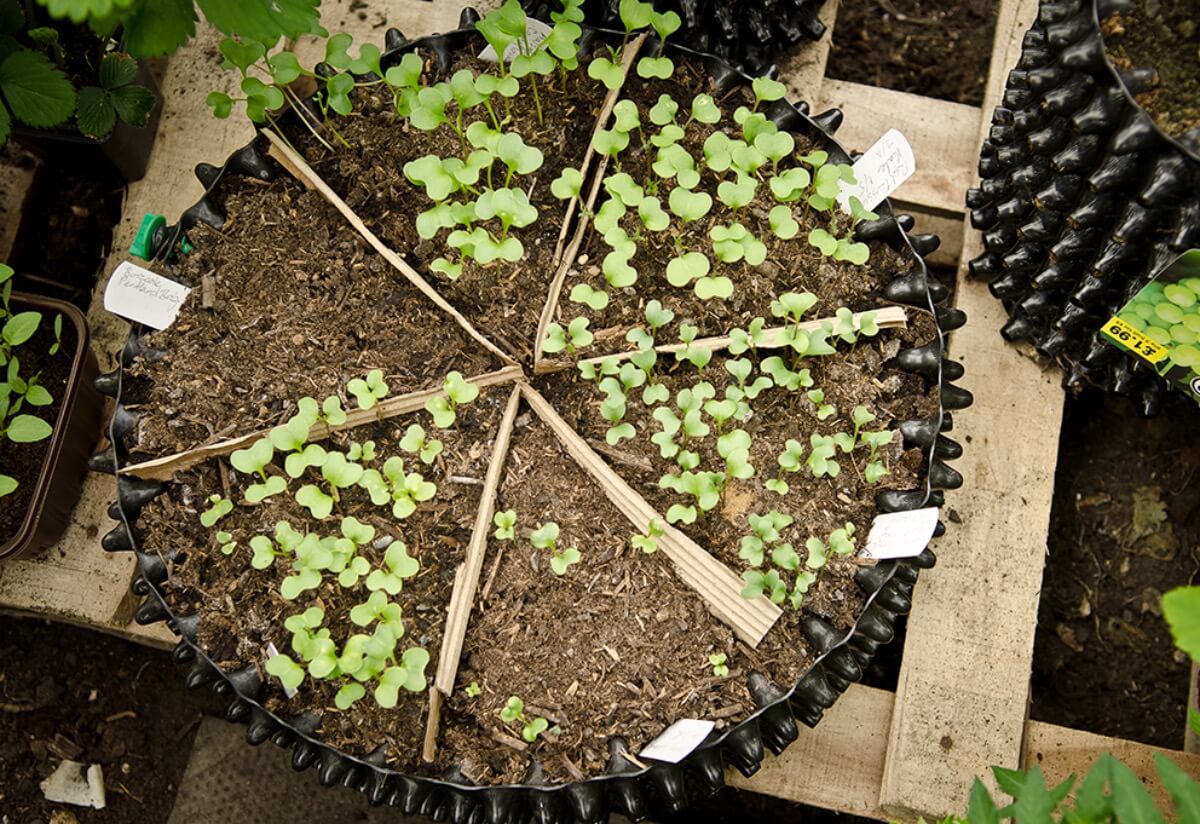 Air-Pot Garden Salad Tray Separated