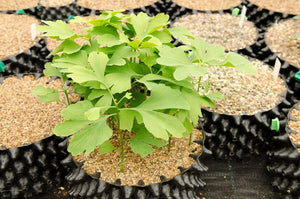 Air-Pot Garden Small Seed Tray Closeup